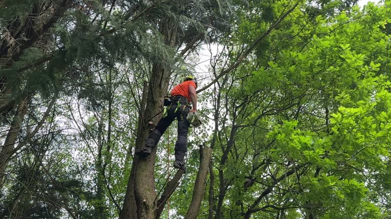 Best Palm Tree Trimming  in Hedwig Village, TX